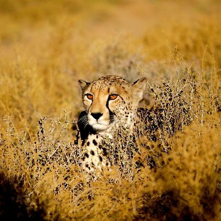 Inverdoorn Game Reserve Lodge Breede River Εξωτερικό φωτογραφία