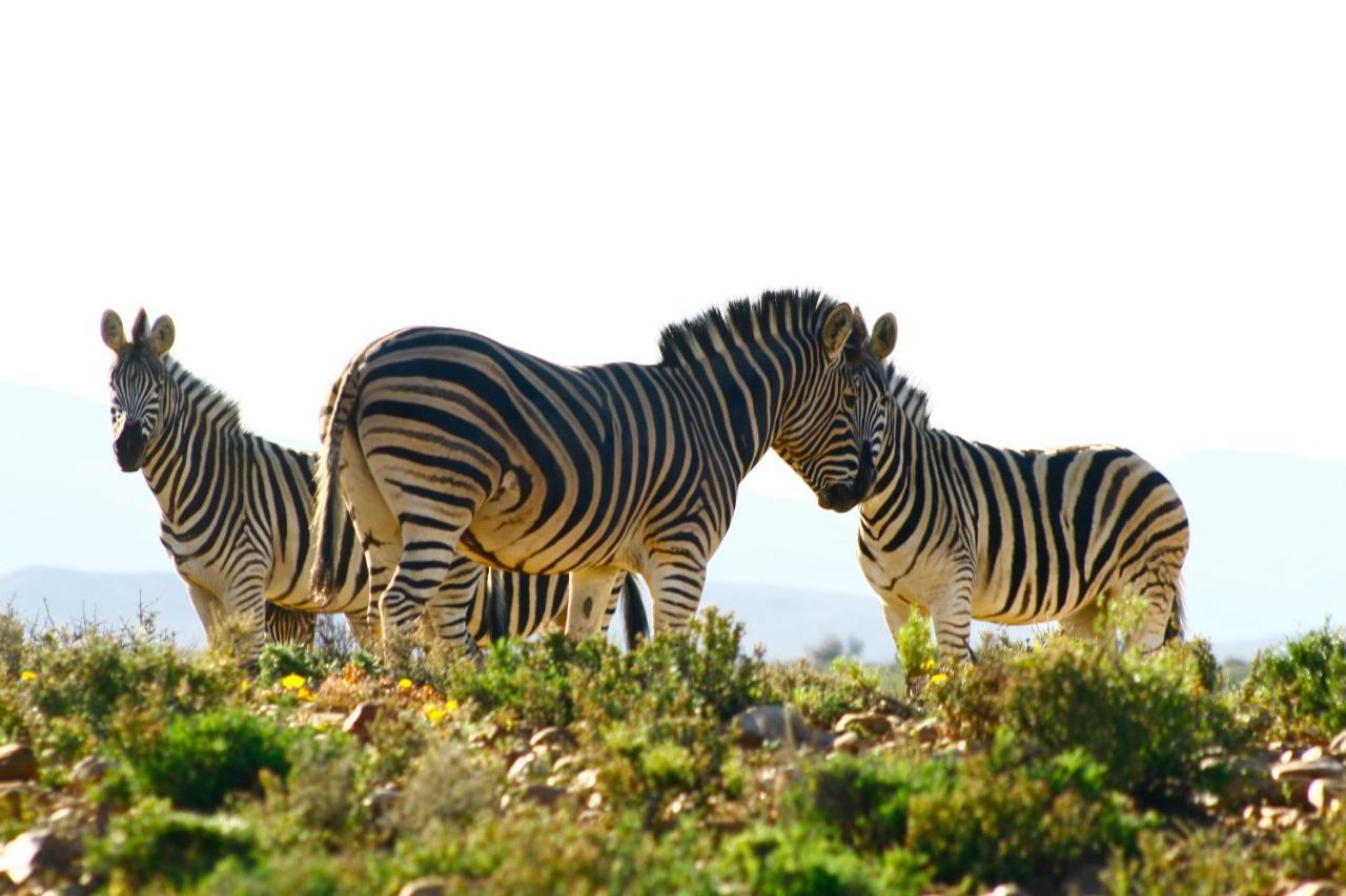 Inverdoorn Game Reserve Lodge Breede River Εξωτερικό φωτογραφία