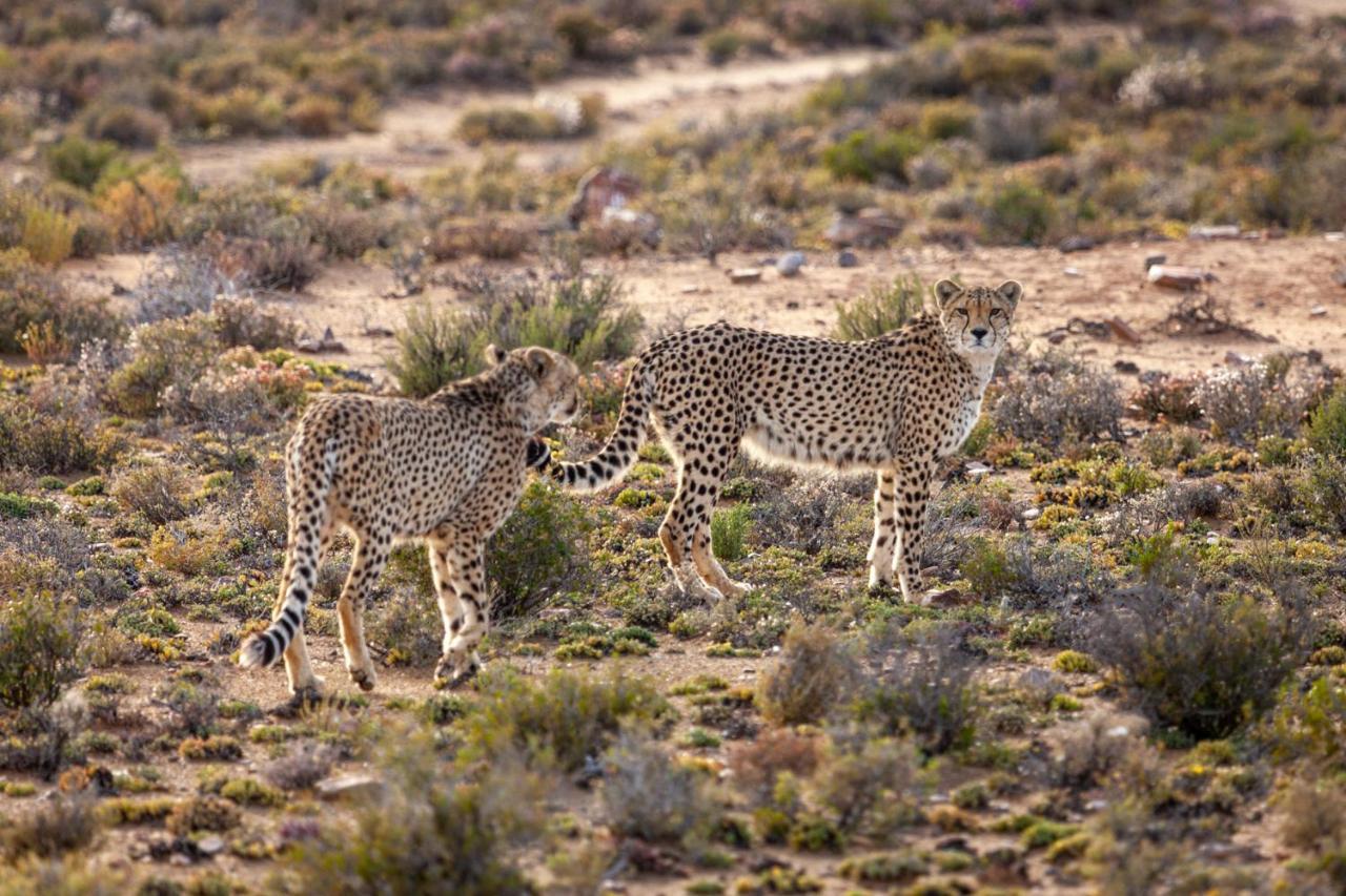 Inverdoorn Game Reserve Lodge Breede River Εξωτερικό φωτογραφία