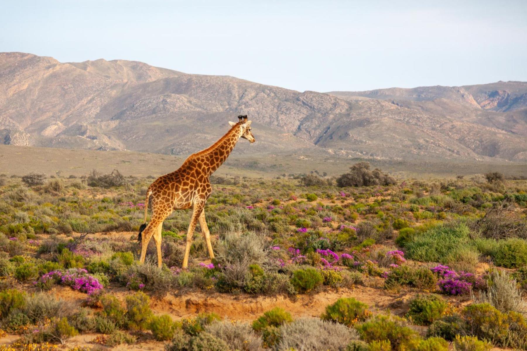 Inverdoorn Game Reserve Lodge Breede River Εξωτερικό φωτογραφία