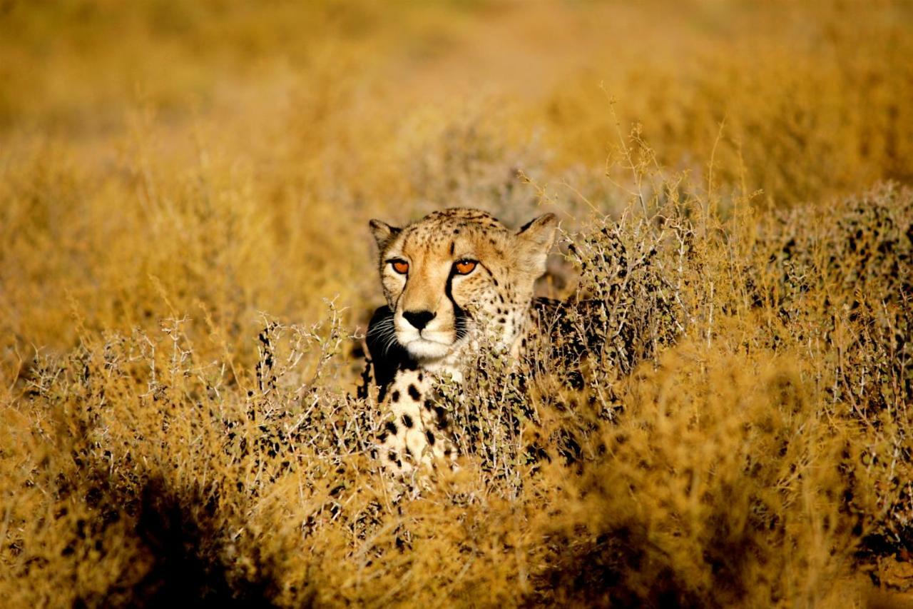Inverdoorn Game Reserve Lodge Breede River Εξωτερικό φωτογραφία